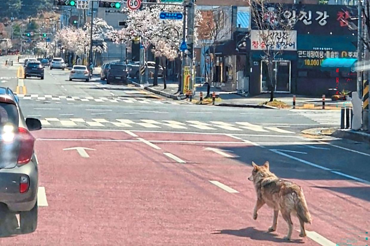 A wolf that escaped a zoo remained at large, authorities said, prompting a local school to close over safety concerns as the search continued.