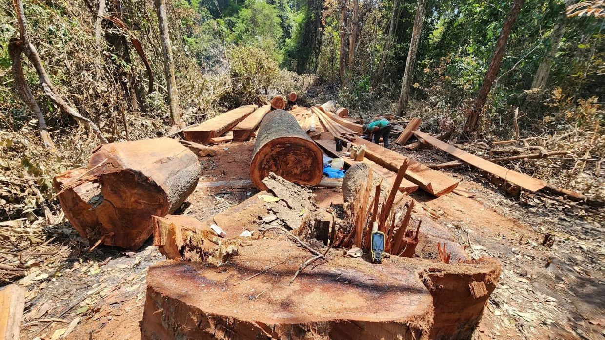 Members of the Kuoy indigenous community reported widespread forestry crimes in the protected area. - Photo: Environment Department