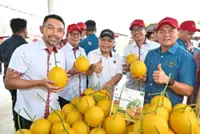 Banking on sweet melons from young T’ganu agropreneurs