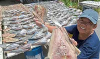 Hot spell a boon for dried, fermented fish producers