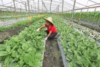 Soaring costs force Johor farmers to scale down ops