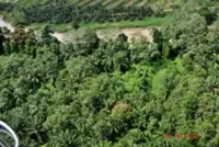 Steady earnings put PPB on firmer footing