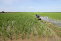 Govt urged to diversify fertiliser sources, say farming groups