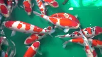 Sabah orders removal of koi fish to curb virus outbreak