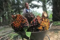 Malaysia's March palm oil stocks hit seven-month low as exports surge