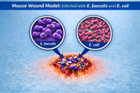 How infected wounds become chronic 