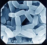 This selective killer eliminates bad bacteria, but saves the good