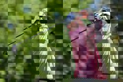 Golf-39-year-old realtor says he 'already won' after rough Masters debut