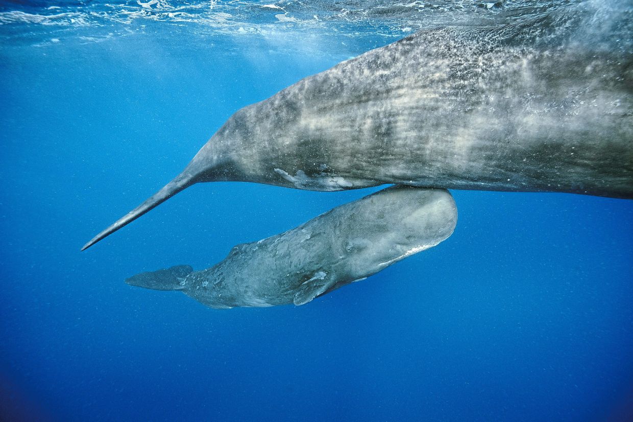 Humans aren’t the only species that gets some form of assistance during and after delivery.