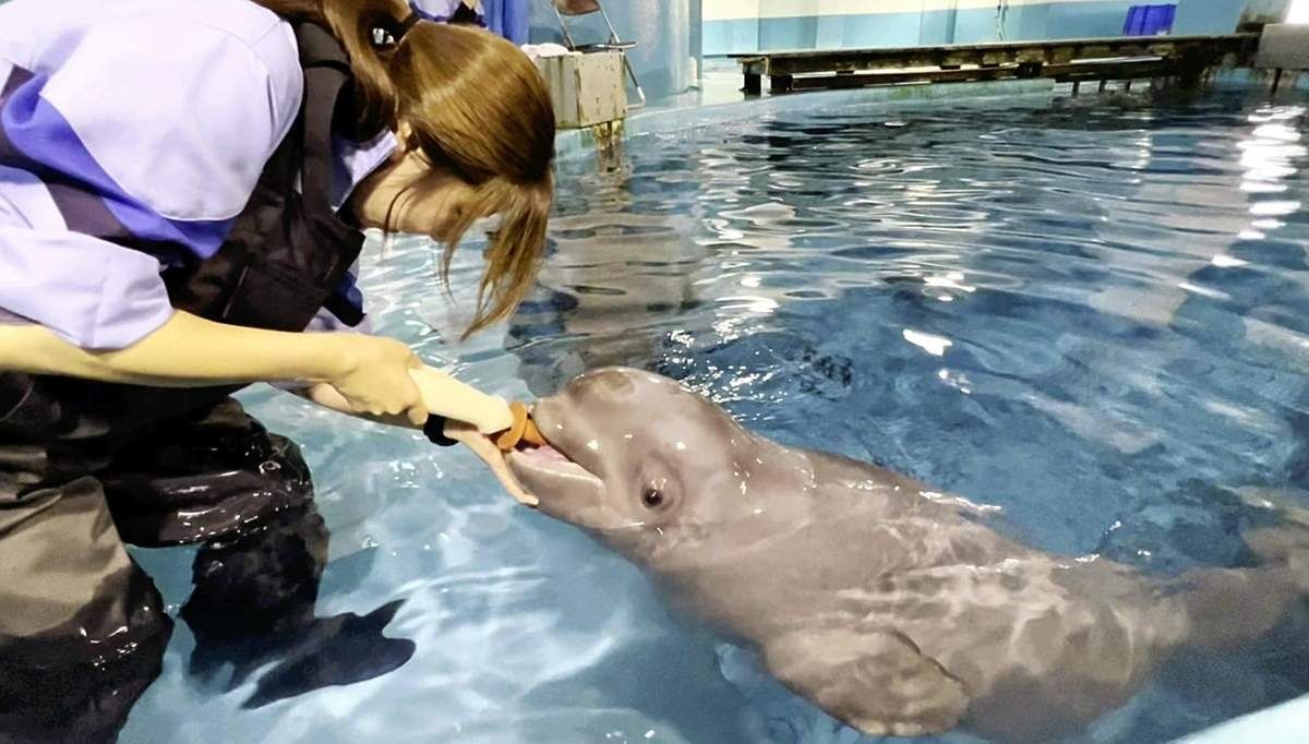 This is the second confirmed case of successful breeding of the animal in Japan, following a case at Kamogawa Sea World in Chiba Prefecture.