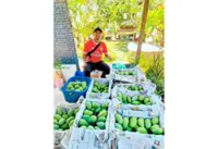 Harumanis feast for local fruit lovers