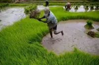 Fuel shortages from the US-Iran war threaten Asia’s biggest food staple