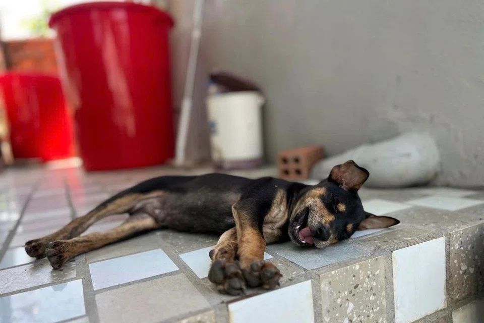 Barbecue, the Phu Quoc Ridgeback pup named for his love of barbecued fish, takes a break from welcoming guests at Cosian Bay Resort in Phu Quoc, Vietnam's largest island. - Photo: ST