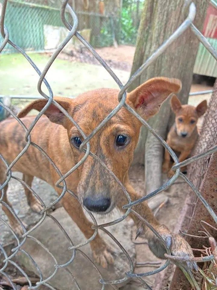 Established on Phu Quoc island in 2000, Thanh Nga Dog Farm is dedicated to the conservation, breeding and training of the native dog breed. - Photo: ST