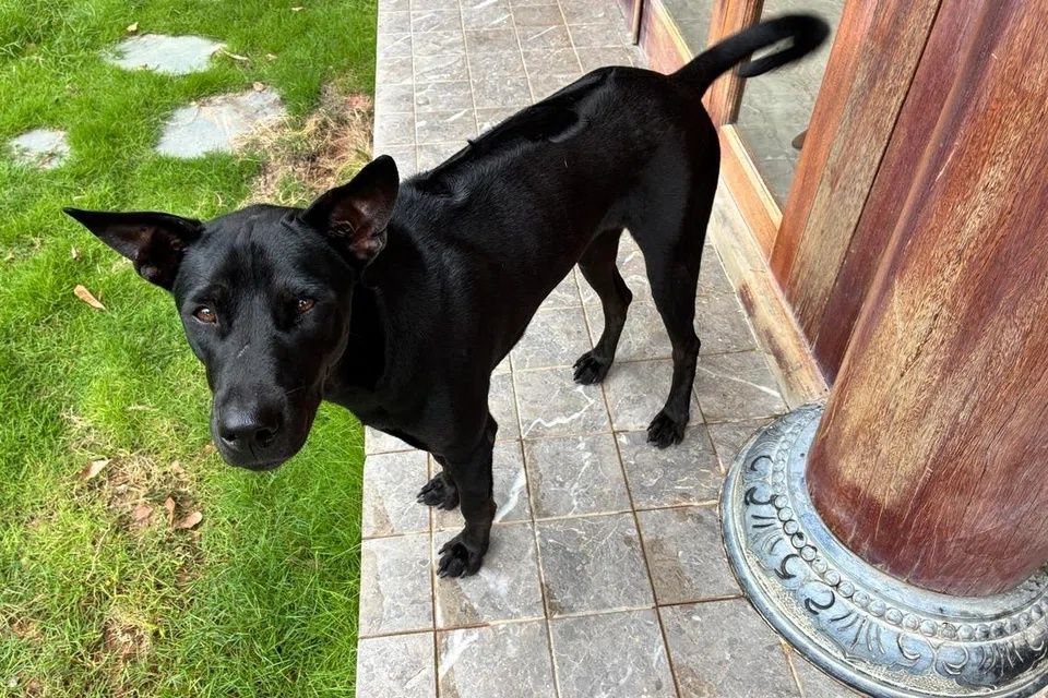 Phu Quoc Ridgebacks make excellent guard dogs, hunters and swimmers. - Photo: ST