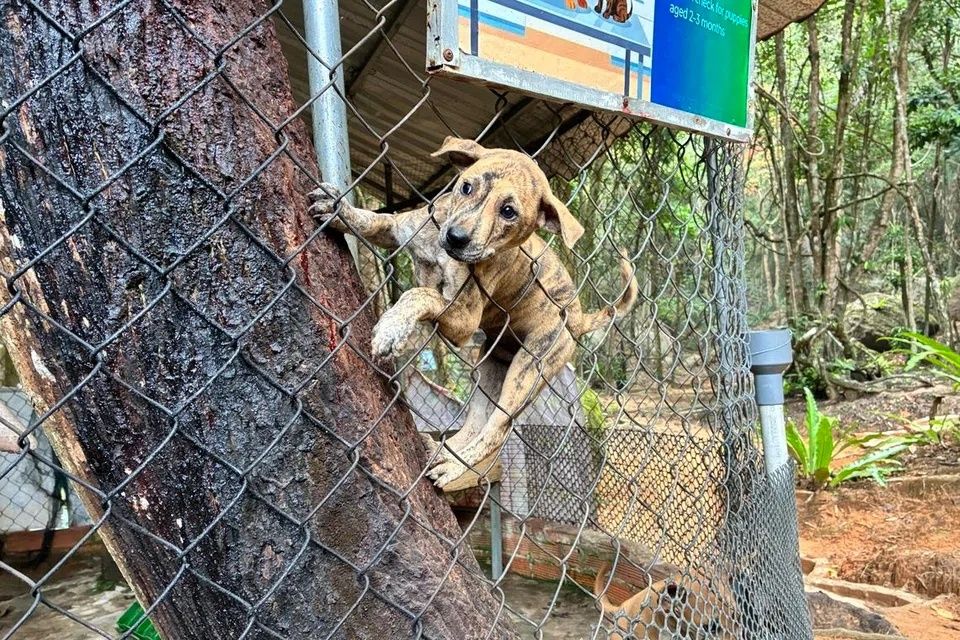 The Phu Quoc Ridgeback can fish, hunt and swim. It is also one of the few dog breeds in the world capable of climbing trees. - Photo: ST
