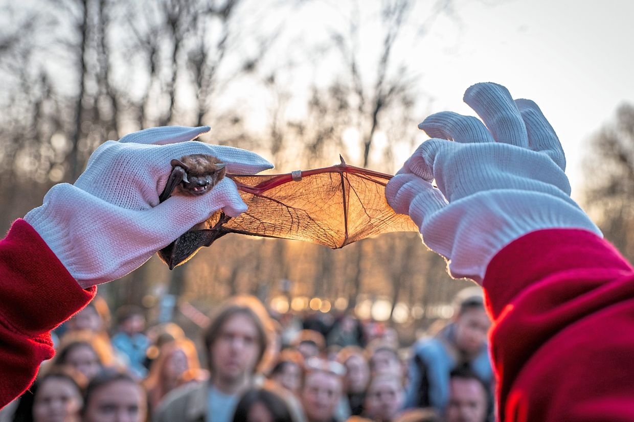 A volunteer from the Ukrainian bat rehabilitation centre showing the wing of a rescued bat to people at the event, before releasing it. — AP