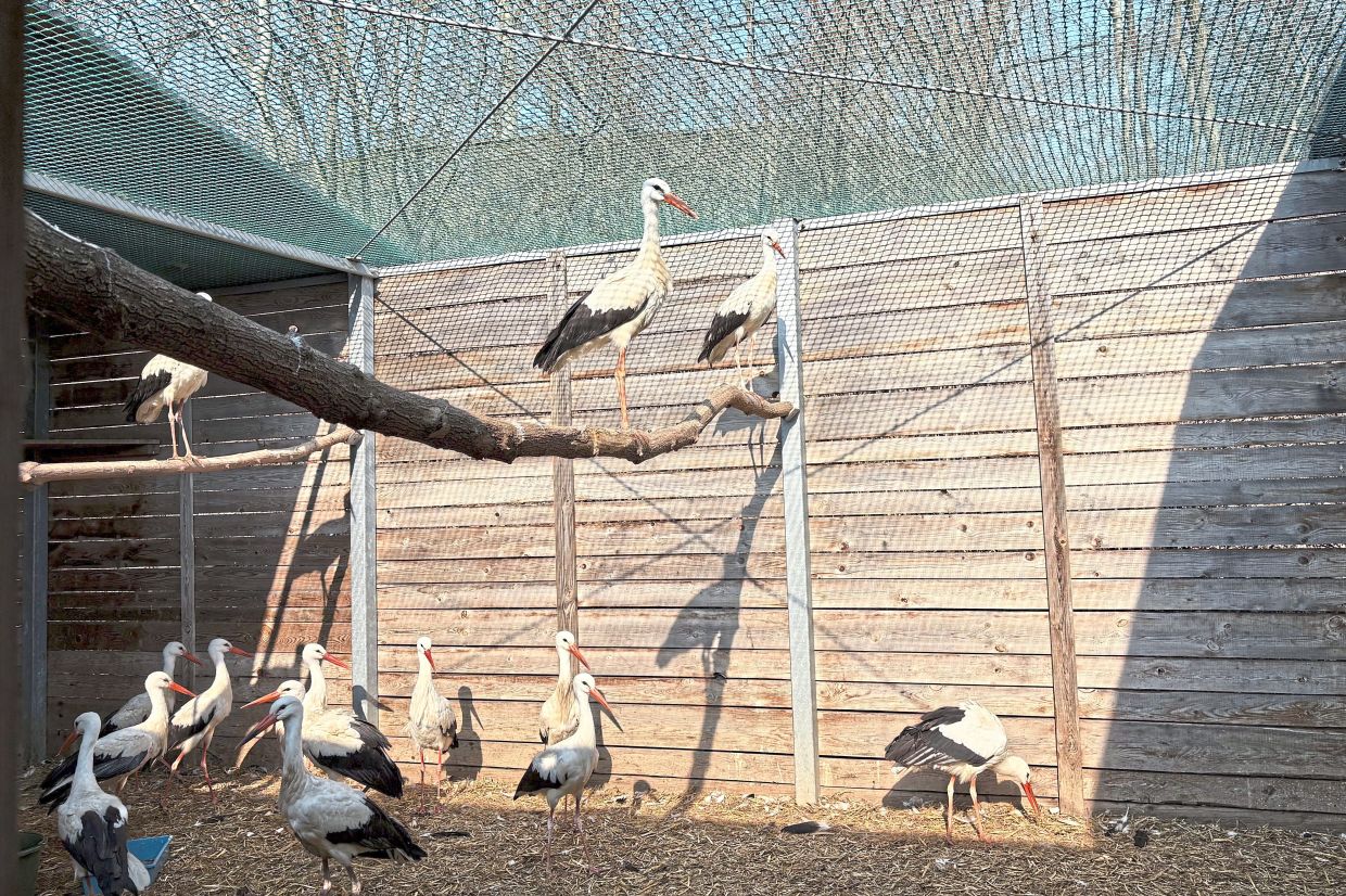Treated storks are seen in an external cage.
