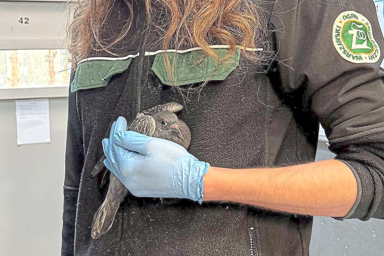 Warsaw Zoo employee Filip Woluch holds a pigeon he took out of its cage for feeding and cleaning.