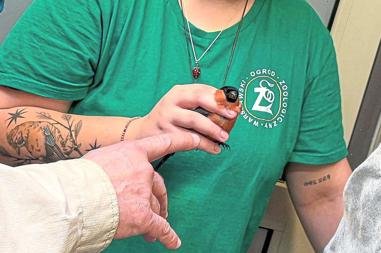 Warsaw Zoo employee Magdalena Zawadzka holds a wounded male bullfinch.