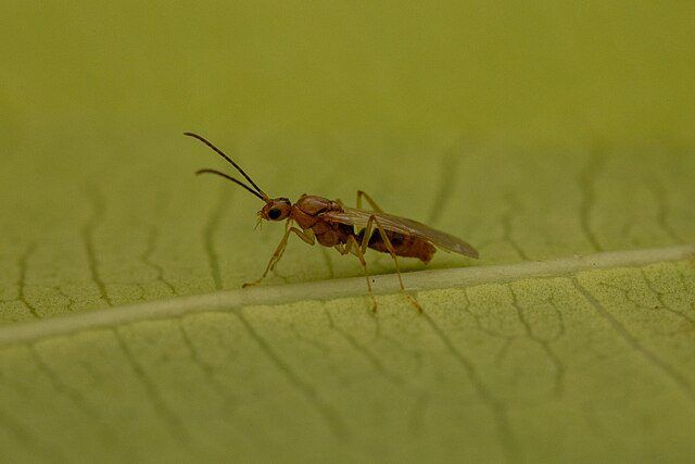 According to experts, the needle ant’s stings are not only painful, they can also trigger allergic shock – similar to a wasp sting. — Wikimedia Commons