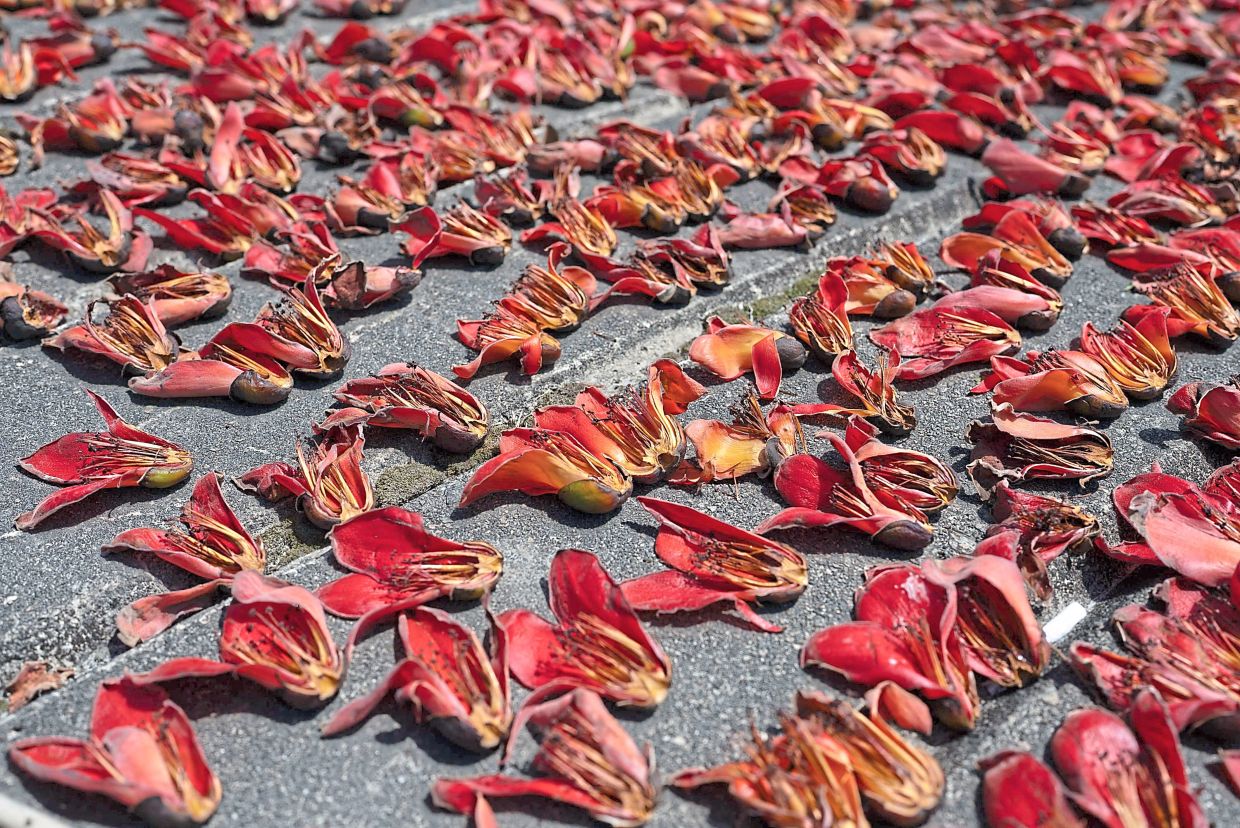 Kapok flowers are spread out to sun-dry in a residential area in Hong Kong. Photos: AFP