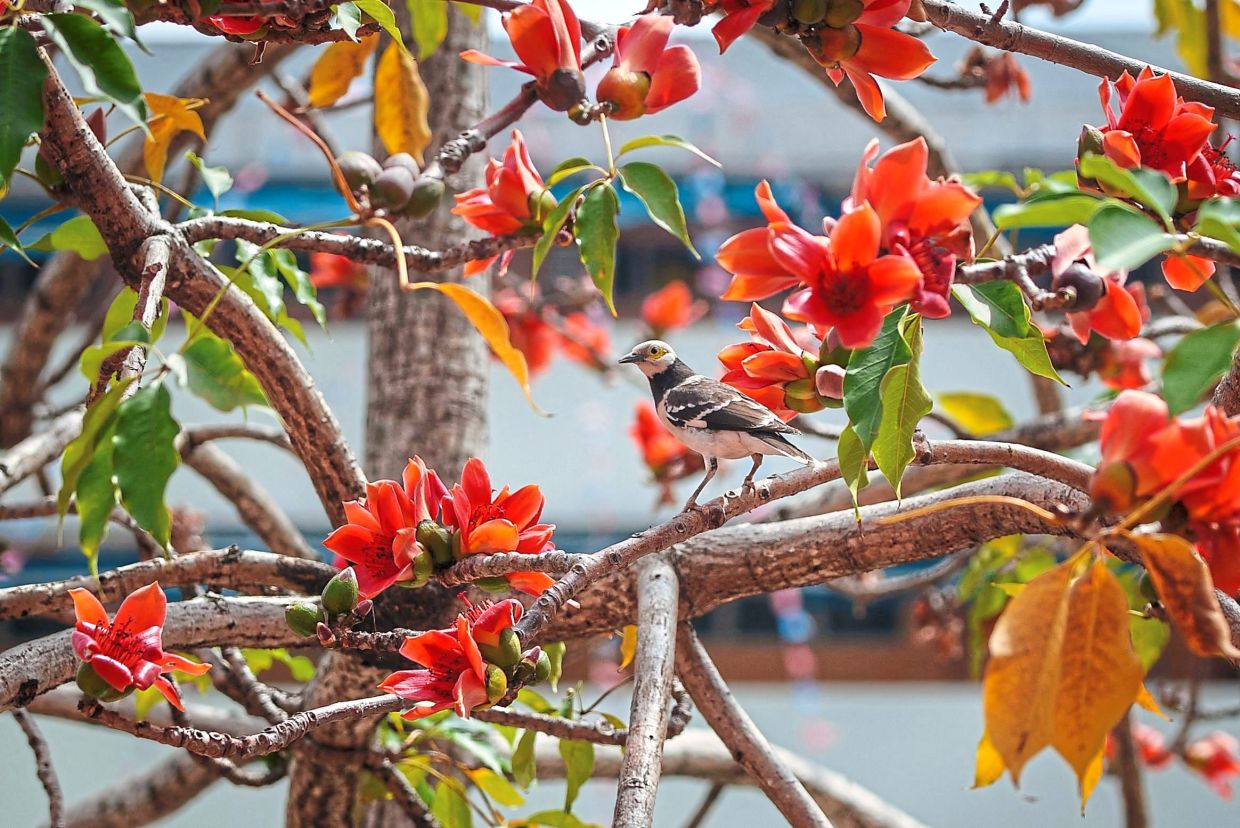 A bird perches on the branches of a blooming kapok tree amid green foliage that typically would have shed during winter.