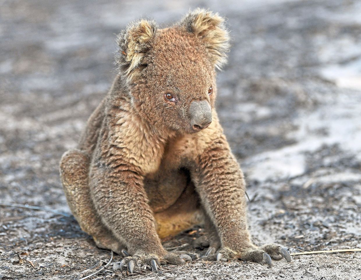 A koala bear injured from a bush fire on Kangaroo Island several years ago. — DAVID MARIUZ/AAP/dpa