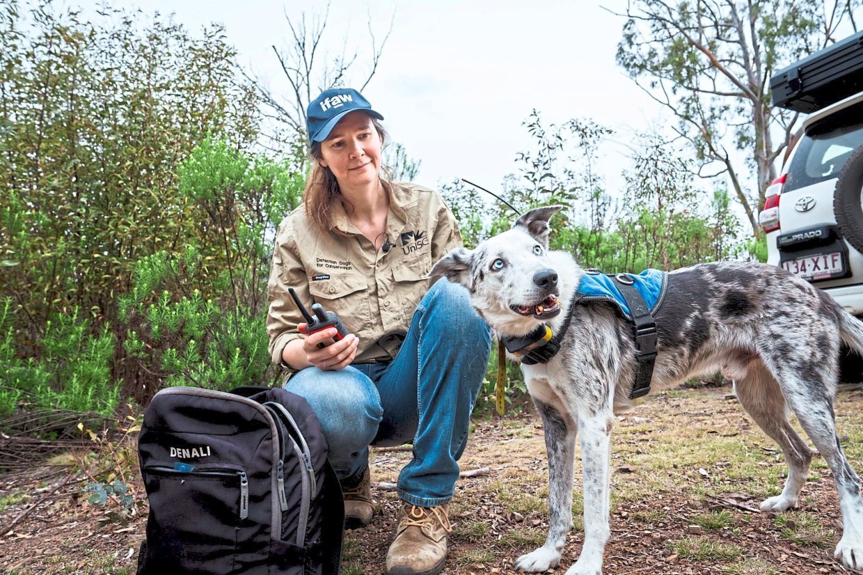 Koala hero Bear has tracked down more than 100 of the marsupials in need of help due to Australian bush fires. He's seen here with his IFAW handler Romane Cristescu. —Photo: STACEY HEDMAN/IFAW/dpa