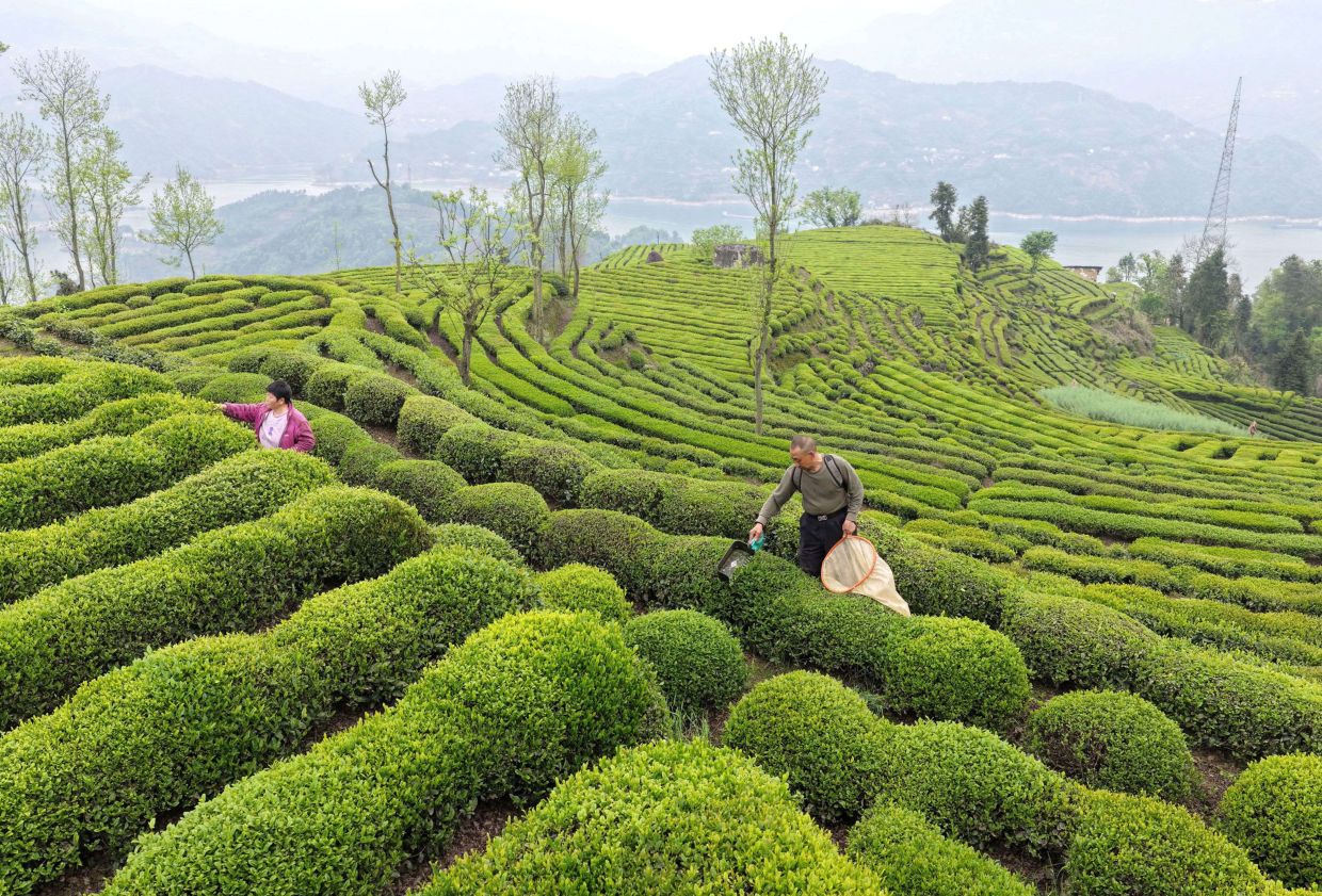 A drone photo shows farmers picking tea leaves in a tea garden in Maoping Town, Zigui County, central China's Hubei Province. -- Photo by Wang Gang/Xinhua