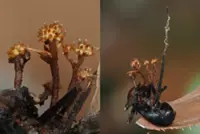 Scientists discover new horn‑like fungus species in Danum Valley