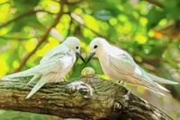 How a seabird native to Hawaii adapted to life in Honolulu's concrete jungle