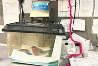 Bird hospital in Warsaw treats sick and injured birds, then returns them to the wild