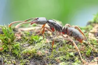 The Asian needle ant is spreading across the US and is being spotted in Europe