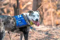 Koala-detecting dog Bear, the hero of the Australian bush fires, retires
