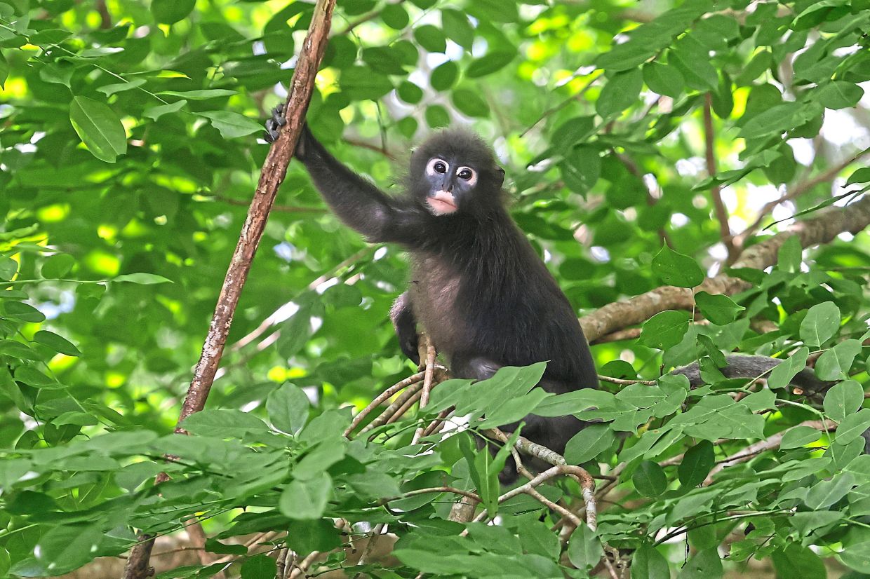 Dusky langurs