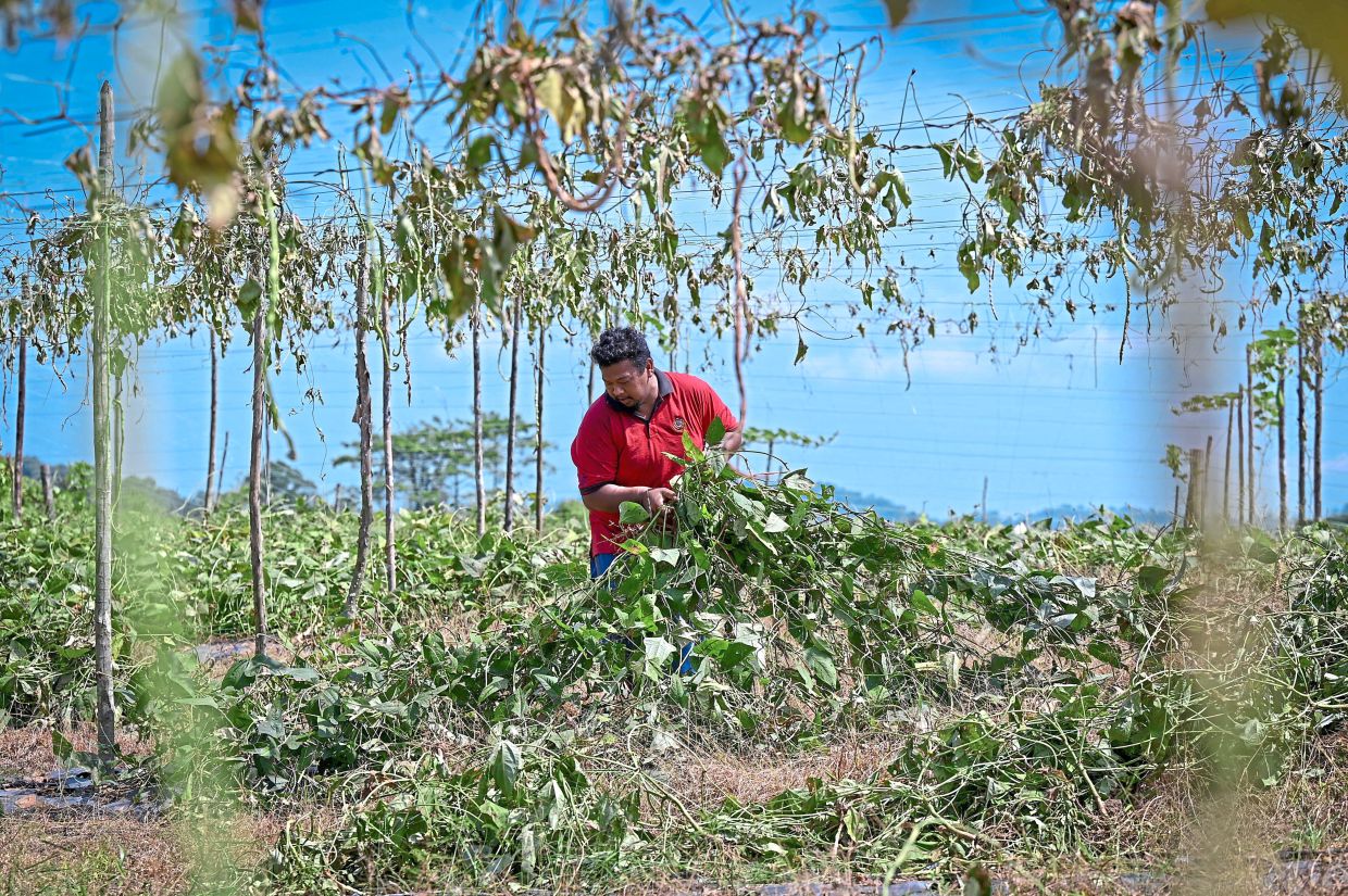 Vegetable harvests in the country are likely to fall if a shortage of fertilisers persists over the next one to two months, says the Federation of Vegetable Farmers Associations of Malaysia.