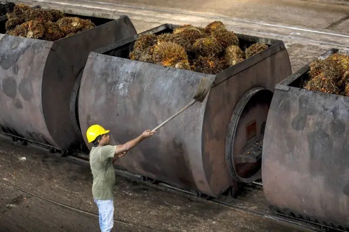 Despite the recent surge in crude palm oil (CPO) prices past RM4,700 per tonne, oil palm planters, particularly smallholders, are not reaping the financial windfall.