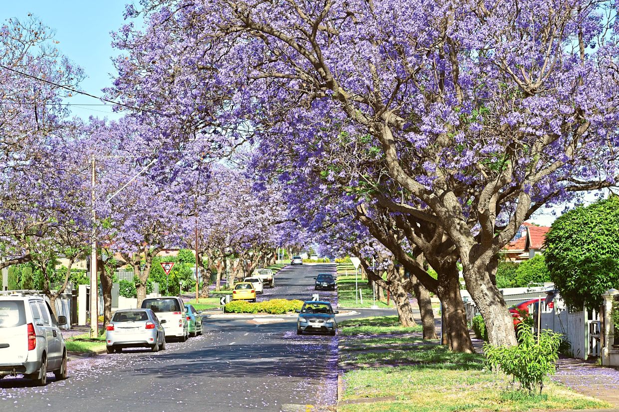 Jacaranda turns streets in Australia purple every spring. — Pexels