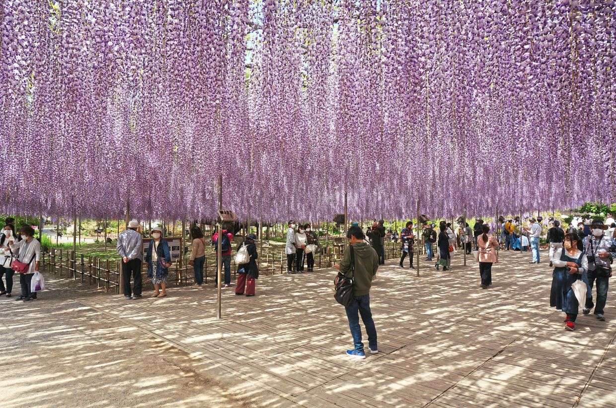 Ashikaga Flower Park in Japan is popular for wisteria. — Slimhannya/Wikimedia Commons