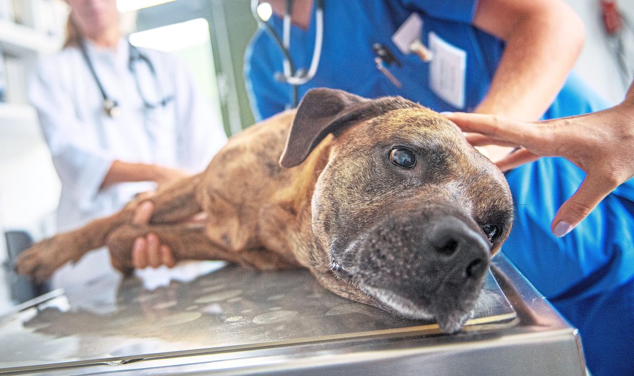 Social withdrawal and not wanting to be touched are typical signs a dog is in pain but subtle hints like these can often be missed by owners. — ZACHARIE SCHEURER/dpa