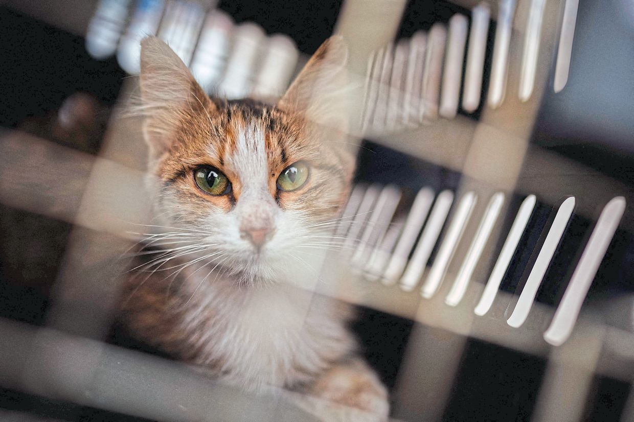 Animals Lebanon said its teams had rescued 241 animals from south Lebanon and Beirut's southern suburbs, areas under heavy bombardment since the start of the war.