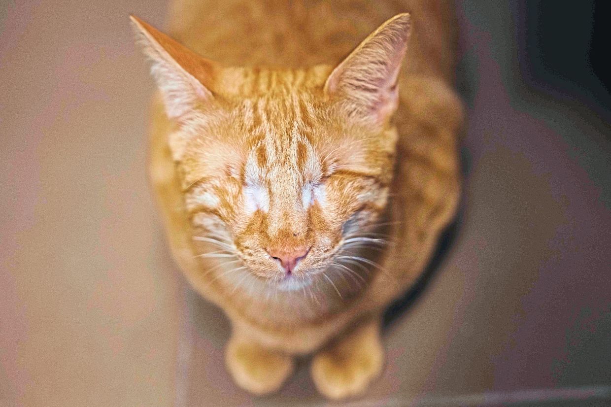 A cat blinded by disease in the office of the NGO.