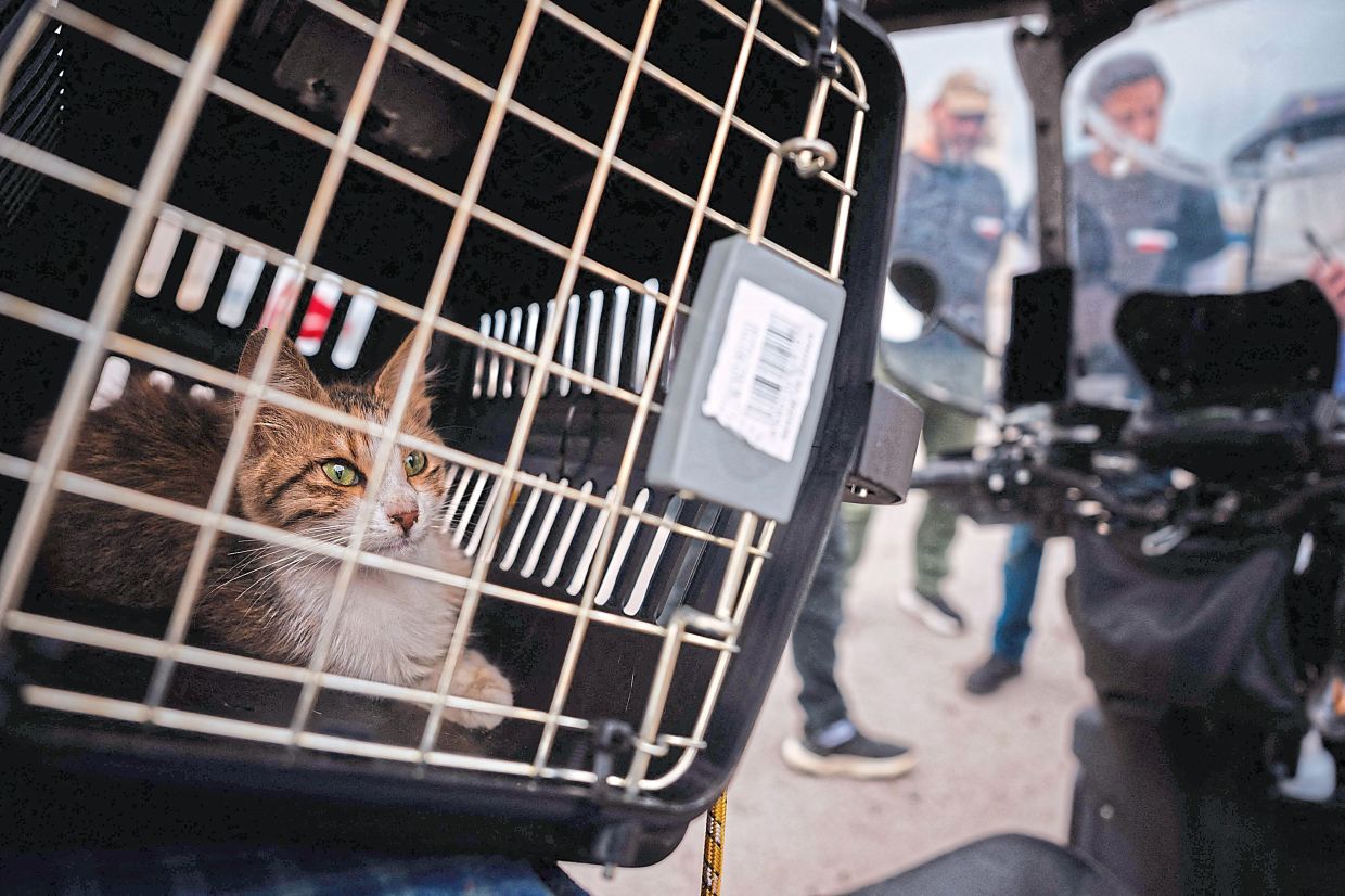 Animals Lebanon said its teams had rescued 241 animals from south Lebanon and Beirut's southern suburbs, areas under heavy bombardment since the start of the war.