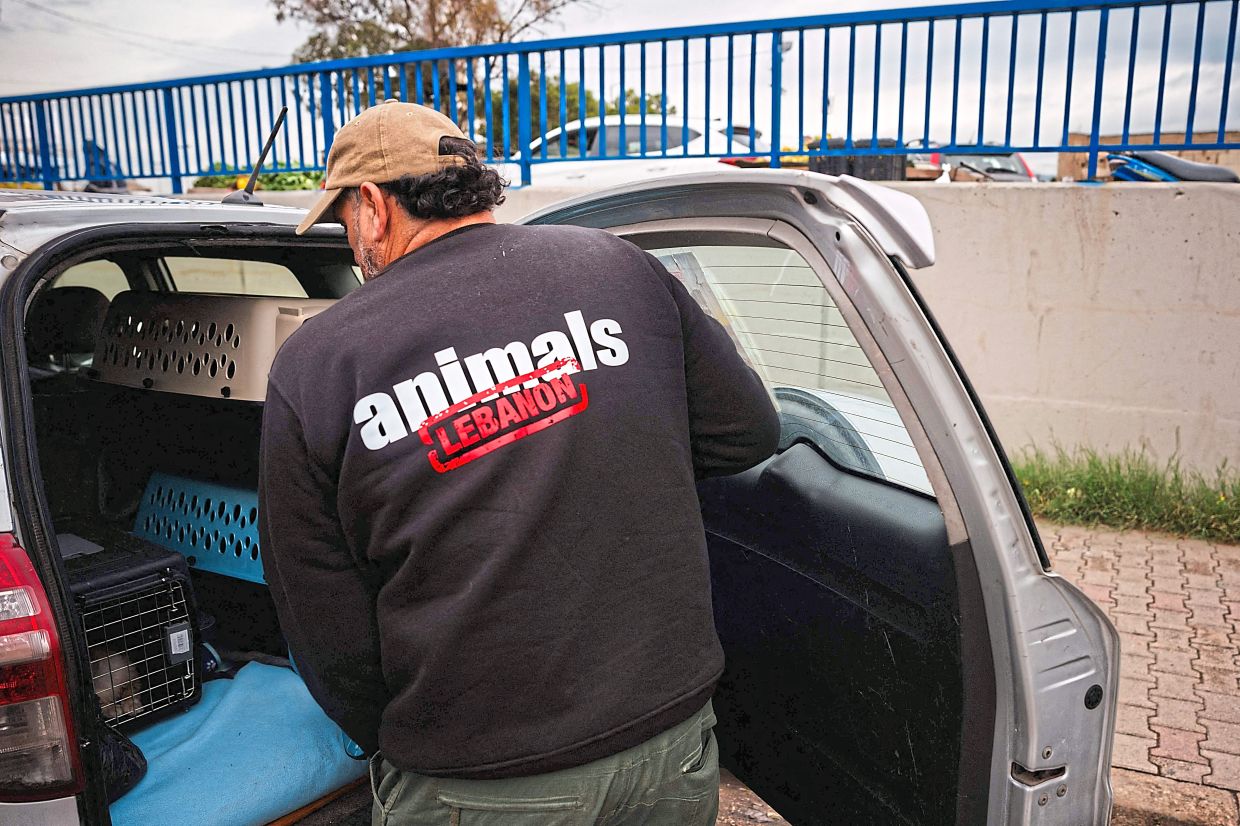With hands scarred by a thousand bites and scratches, the small rescue team from Lebanese NGO Animals Lebanon uses two-wheelers to navigate streets made narrow by piles of rubble as they search for trapped animals.