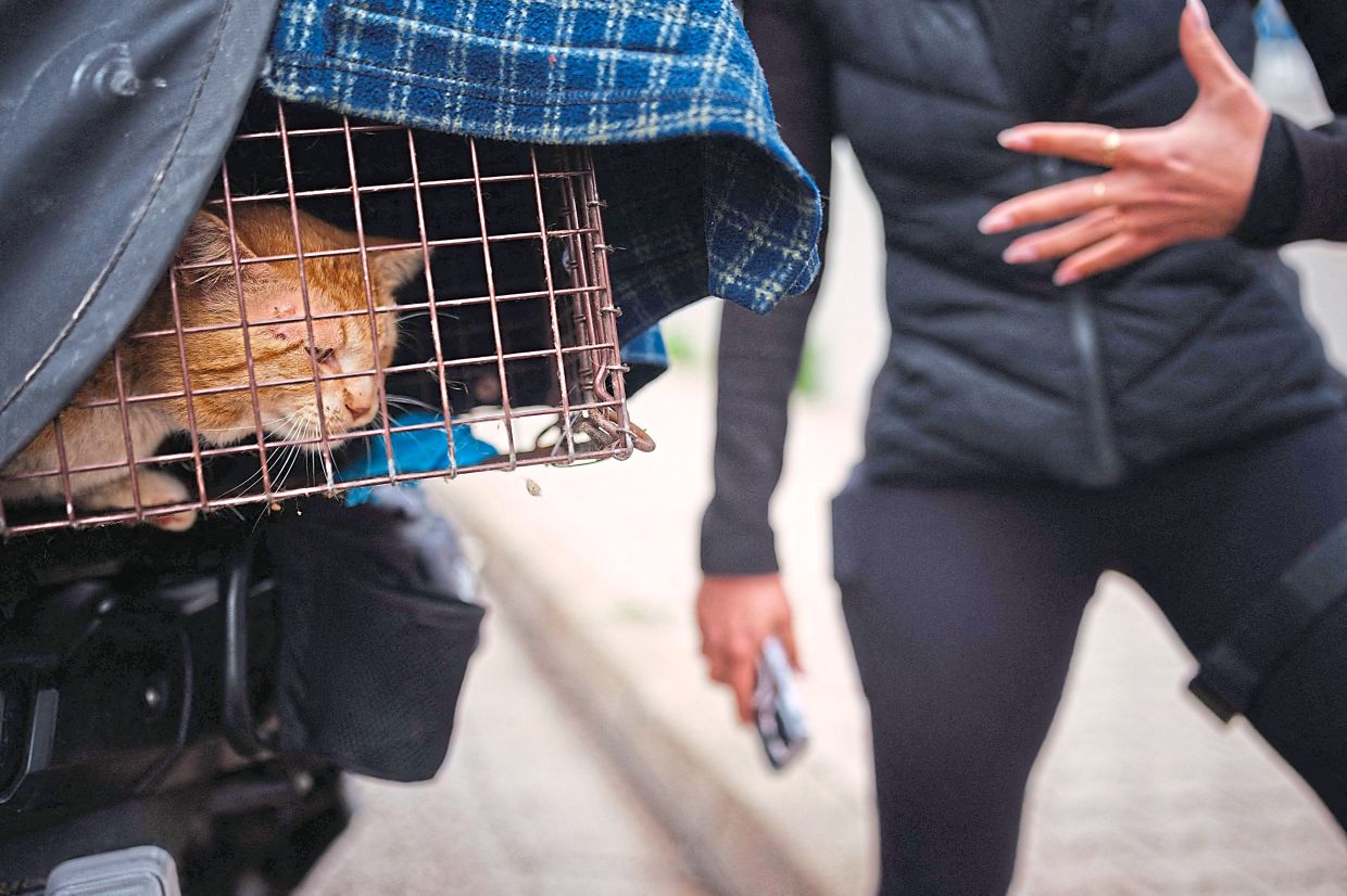A member of a rescue team checks a cat that was just rescued from Beirut's southern suburbs.