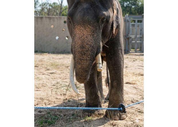 QuickCheck: Was Kelat the elephant mistreated in an Osaka zoo?