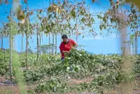 Fertiliser shortage may impact vege harvests