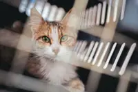 Beirut rescuers risk their lives to save trapped animals amid Middle East conflict