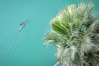 Are chemicals from smartphones and TVs threatening dolphins?